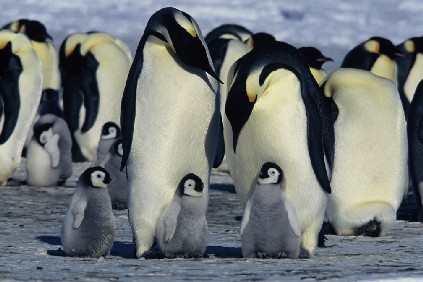 Penguins12.jpg